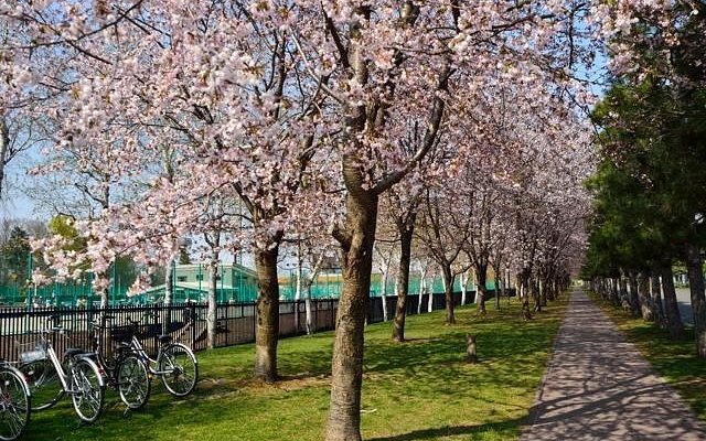 🏞️ 하나사키 스포츠 공원 (아사히카와시 하나사키 스포츠 코엔) 이미지 1